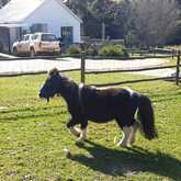 Pony - Kleinwatervalplaas - Xplorioâ„¢ Caledon