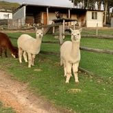 Alpaca - Kleinwatervalplaas - Xplorioâ„¢ Caledon