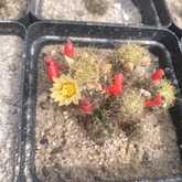 Cactus Plants - Overberg Cacti and Succulents - Xplorioâ„¢ Gansbaai