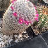 Cactus Plants - Overberg Cacti and Succulents - Xplorioâ„¢ Gansbaai