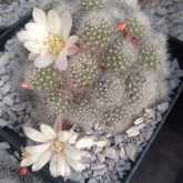 Cactus Plants - Overberg Cacti and Succulents - Xplorioâ„¢ Gansbaai