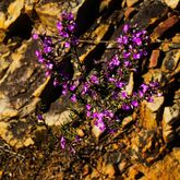 Purple Flower - Greyton Nature Reserve - Xplorioâ„¢ Greyton