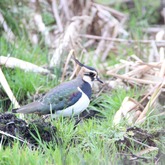 Birdlife - Greyton Nature Reserve - Xplorioâ„¢ Greyton