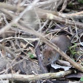 Mouse - Greyton Nature Reserve - Xplorioâ„¢ Greyton