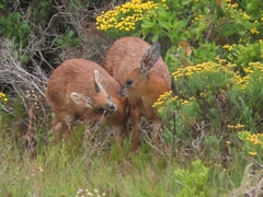 Meet Your Environment