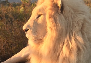 Panthera Africa Sunset Visit