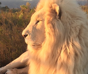 Panthera Africa Sunset Visit