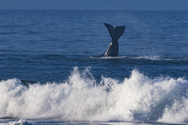 Land-Based Whale Watching