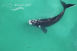 Final Southern Right Whale Aerial Survey 2022 - Update