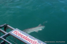 Daily Blog: 11 October 2022 | Shark Cage Diving in South Africa