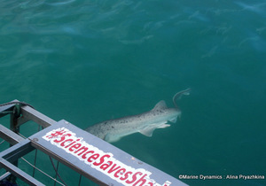 Daily Blog: 11 October 2022 | Shark Cage Diving in South Africa