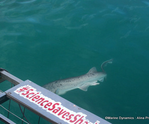 Daily Blog: 11 October 2022 | Shark Cage Diving in South Africa