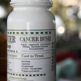 Cancer Bush - Botrivier Herb Shop - Xplorioâ„¢ Botriver