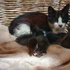 Cat - RSE Animal Welfare Society - Xplorioâ„¢ Riviersonderend Cat - RSE Animal Welfare Society - Xplorioâ„¢ Riviersonderend