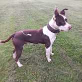 Pitbull - RSE Animal Welfare Society - Xplorioâ„¢ Riviersonderend