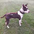 Pitbull - RSE Animal Welfare Society - Xplorioâ„¢ Riviersonderend Pitbull - RSE Animal Welfare Society - Xplorioâ„¢ Riviersonderend