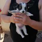Puppy - RSE Animal Welfare Society - Xplorioâ„¢ Riviersonderend