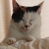 Rescue - RSE Animal Welfare Society - Xplorioâ„¢ Riviersonderend