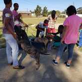 Dog Washing - RSE Animal Welfare Society - Xplorioâ„¢ Riviersonderend