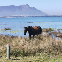 Wild Horse - Hangklip - Kleinmond Tourism - Xplorioâ„¢ Kleinmond