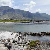 Penguins - Hangklip - Kleinmond Tourism - Xplorioâ„¢ Kleinmond