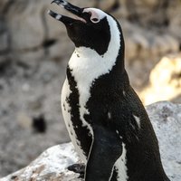 Penguin - Hangklip - Kleinmond Tourism - Xplorioâ„¢ Kleinmond
