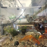 Fish - Keiko Pet Shop - Xplorioâ„¢ Kleinmond