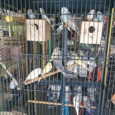 Birds - Keiko Pet Shop - Xplorioâ„¢ Kleinmond