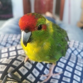 Found a happy home - Keiko Pet Shop - Xplorioâ„¢ Kleinmond