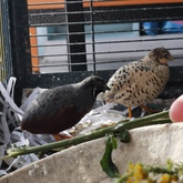 Birds - Keiko Pet Shop - Xplorioâ„¢ Kleinmond