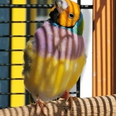 Finch - Keiko Pet Shop - Xplorioâ„¢ Kleinmond