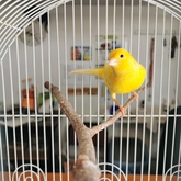 Canary - Keiko Pet Shop - Xplorioâ„¢ Kleinmond