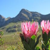 Hangklip - Kleinmond Tourism - Xplorioâ„¢ Kleinmond