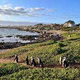 Stony Point Nature Reserve - Hangklip - Kleinmond Tourism - Xplorioâ„¢ Kleinmond