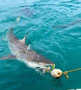 Bronze Whaler Sharks in Gansbaai