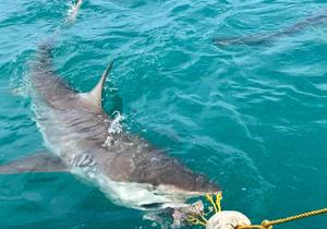 Bronze Whaler Sharks in Gansbaai