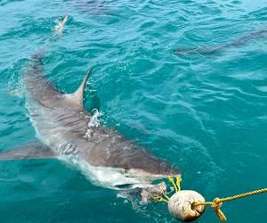 Bronze Whaler Sharks in Gansbaai