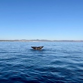 Whale Watching - Hangklip - Kleinmond Tourism - Xplorioâ„¢ Kleinmond