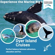 Next Dyer Island Marine Big 5 Tour: 18 October 2022