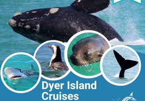 Next Dyer Island Marine Big 5 Tour: 18 October 2022