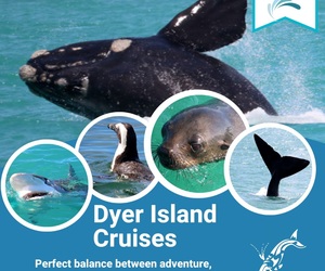 Next Dyer Island Marine Big 5 Tour: 18 October 2022