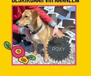 Up for Adoption: Roxy