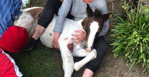 Greyton's Free Roaming Horses at Risk