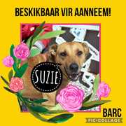 Up for Adoption: Suzie