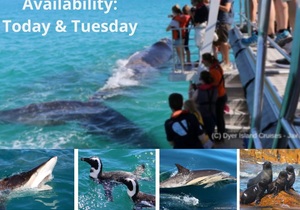 Next Dyer Island Marine Big 5 Tour: 24 + 25 October 2022