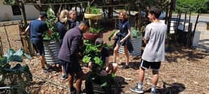 We're Back in Our Veggie Garden