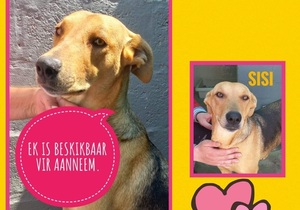 Up for Adoption: Sisi