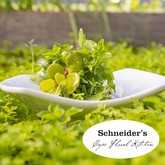 Schneiderâ€™s Cape Floral Kitchen - Xplorioâ„¢ Gansbaai 
