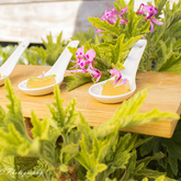 Schneiderâ€™s Cape Floral Kitchen - Xplorioâ„¢ Gansbaai 