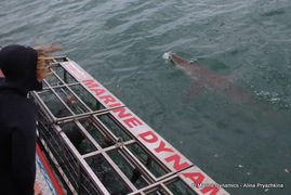Daily Blog: 31 October 2022 | Shark Cage Diving in South Africa